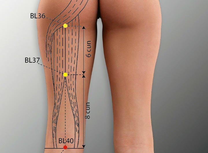 BL40 acupuncture point location - Acupoints.org
