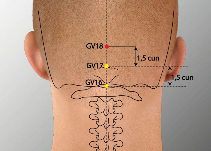 GV18 acupuncture point location - Acupoints.org