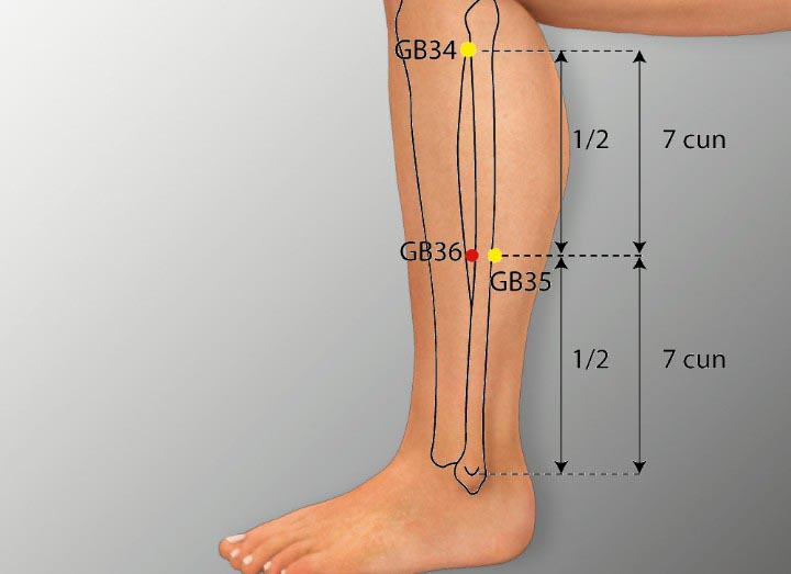 GB36 acupuncture point location - Acupoints.org