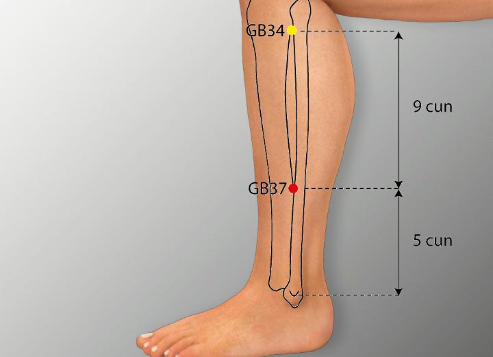 GB37 acupuncture point location - Acupoints.org