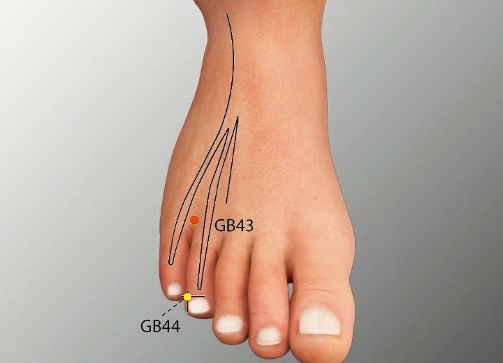 GB43 acupuncture point location - Acupoints.org