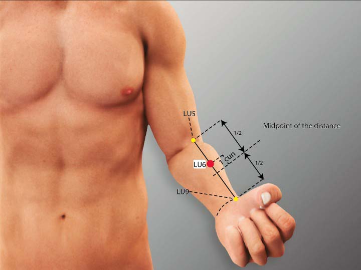 Lu6 acupuncture point location - Acupoints.org