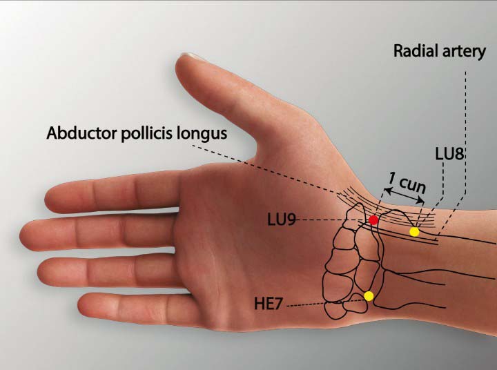 Lu9 acupuncture point location - Acupoints.org